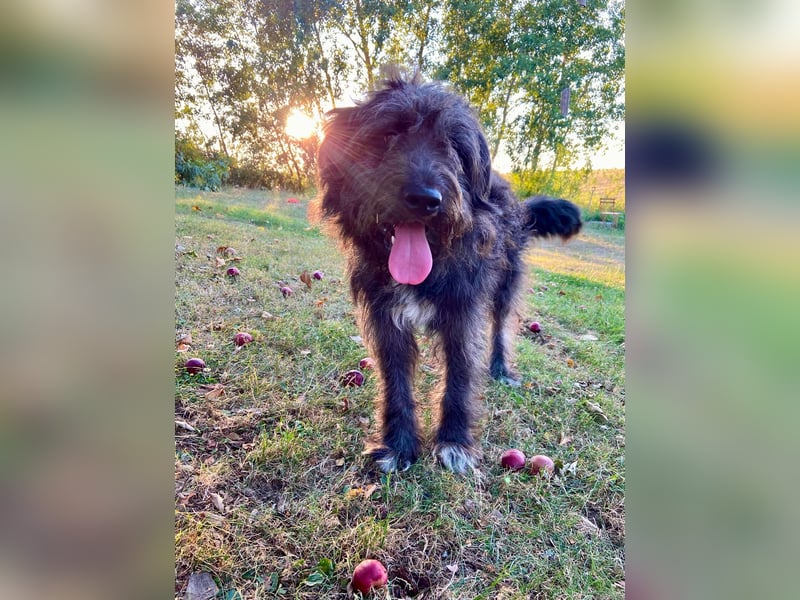 Wundervoller Briard ähnlicher Jungrüde, ca. 1 Jahr, 50cm, kastriert