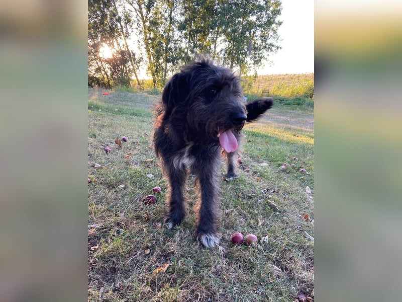 Wundervoller Briard ähnlicher Jungrüde, ca. 1 Jahr, 50cm, kastriert