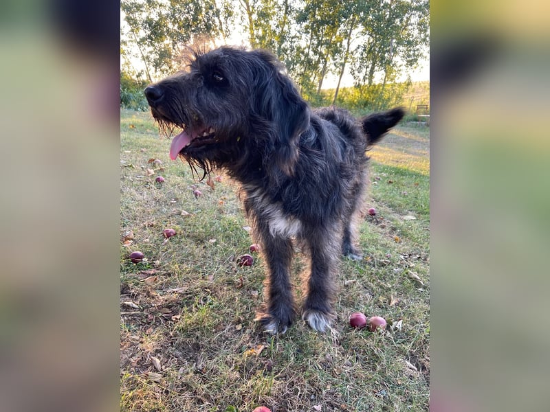 Wundervoller Briard ähnlicher Jungrüde, ca. 1 Jahr, 50cm, kastriert