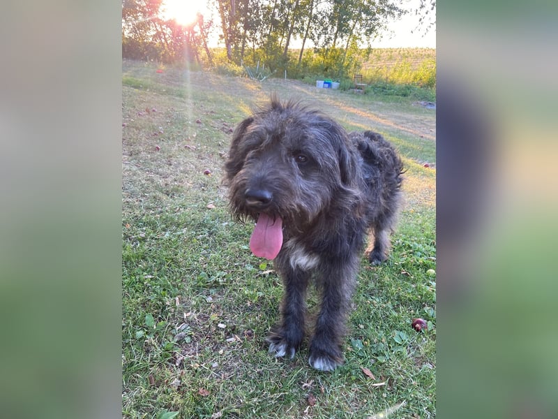 Wundervoller Briard ähnlicher Jungrüde, ca. 1 Jahr, 50cm, kastriert