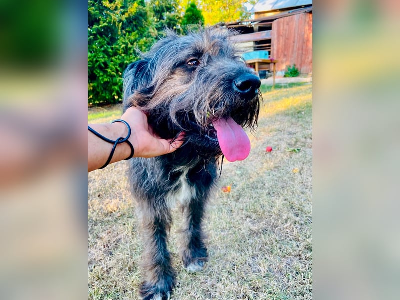 Wundervoller Briard ähnlicher Jungrüde, ca. 1 Jahr, 50cm, kastriert