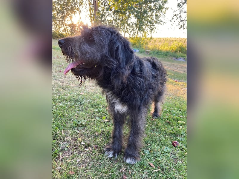 Wundervoller Briard ähnlicher Jungrüde, ca. 1 Jahr, 50cm, kastriert