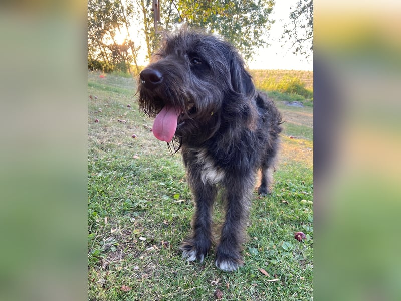 Wundervoller Briard ähnlicher Jungrüde, ca. 1 Jahr, 50cm, kastriert