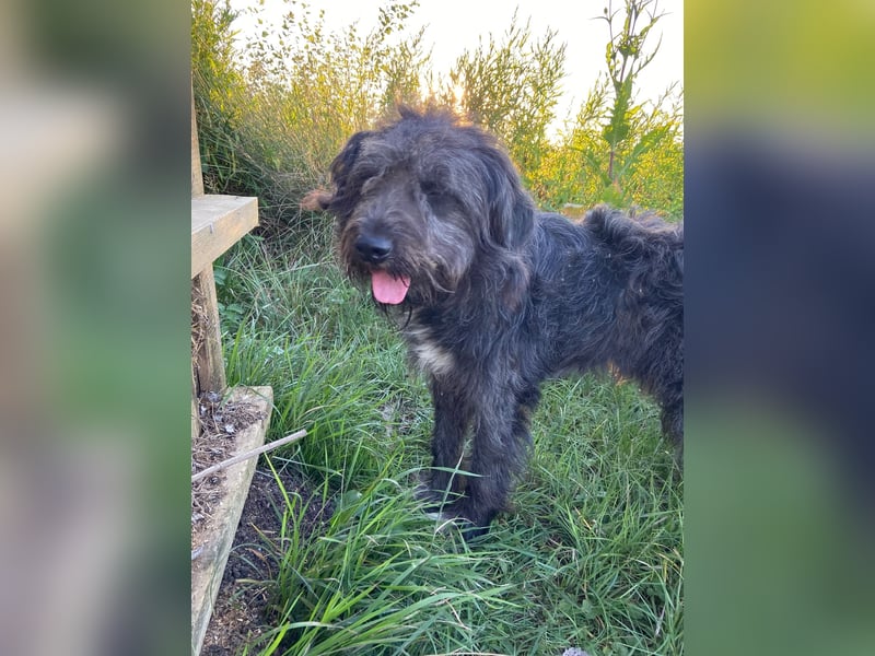 Wundervoller Briard ähnlicher Jungrüde, ca. 1 Jahr, 50cm, kastriert