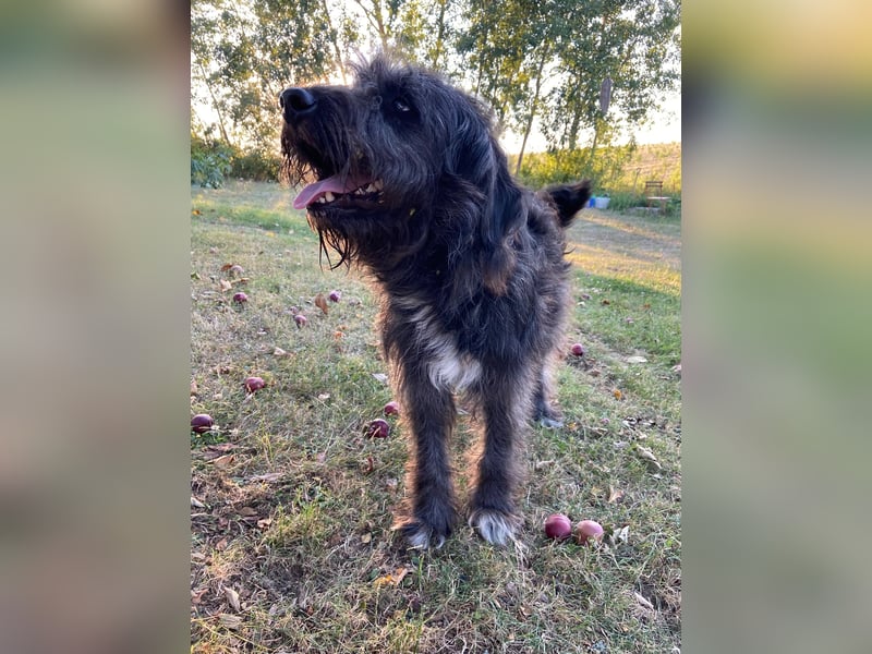 Wundervoller Briard ähnlicher Jungrüde, ca. 1 Jahr, 50cm, kastriert