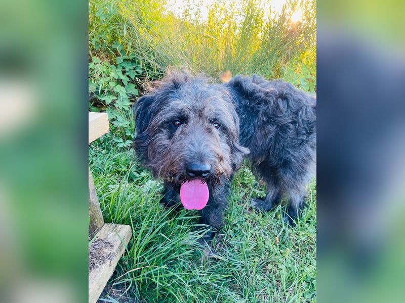 Wundervoller Briard ähnlicher Jungrüde, ca. 1 Jahr, 50cm, kastriert
