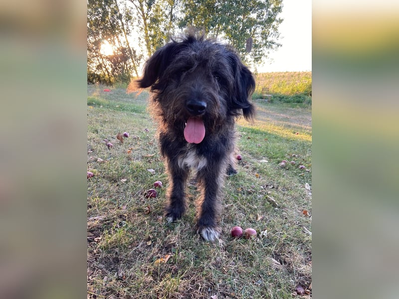Wundervoller Briard ähnlicher Jungrüde, ca. 1 Jahr, 50cm, kastriert