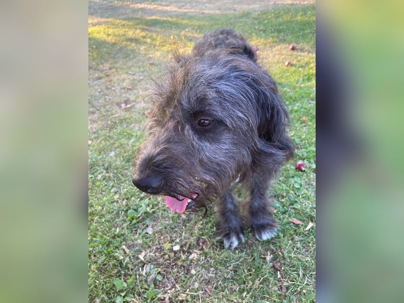 Wundervoller Briard ähnlicher Jungrüde, ca. 1 Jahr, 50cm, kastriert