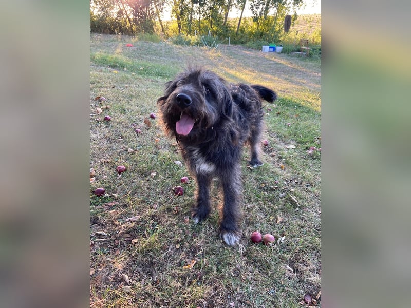 Wundervoller Briard ähnlicher Jungrüde, ca. 1 Jahr, 50cm, kastriert