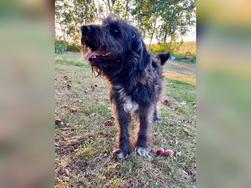 Wundervoller Briard ähnlicher Jungrüde, ca. 1 Jahr, 50cm, kastriert