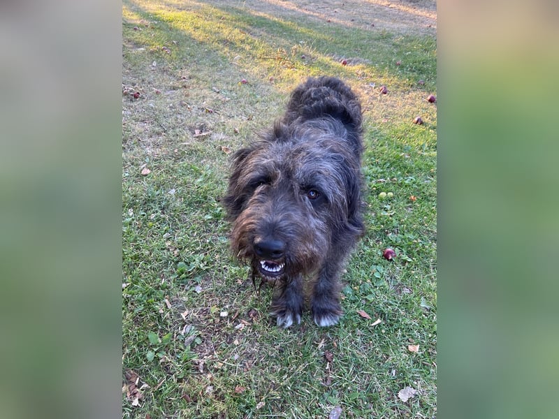 Wundervoller Briard ähnlicher Jungrüde, ca. 1 Jahr, 50cm, kastriert