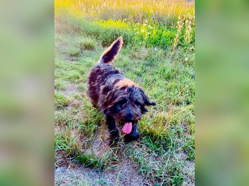 Wundervoller Briard ähnlicher Jungrüde, ca. 1 Jahr, 50cm, kastriert
