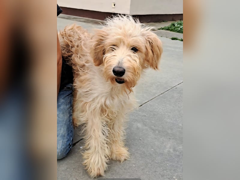 Jackline, süße Briard Hündin sucht …..