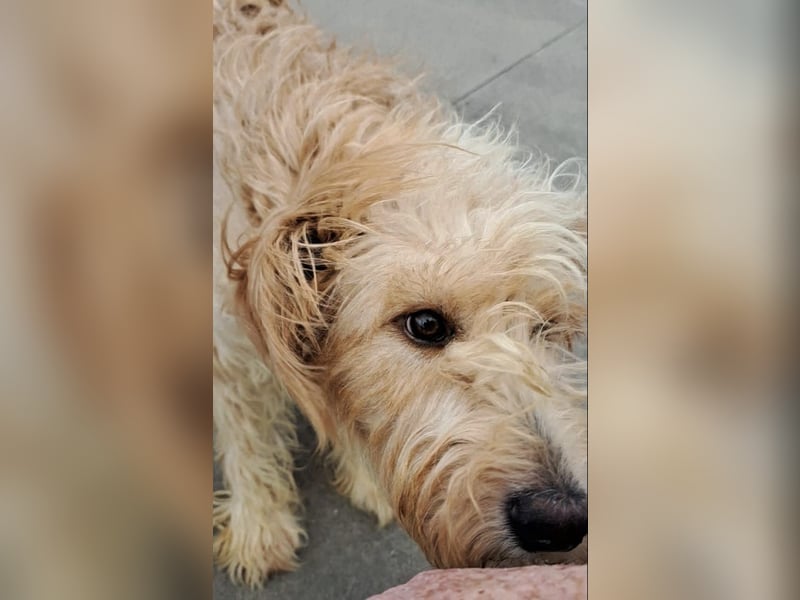 Jackline, süße Briard Hündin sucht …..