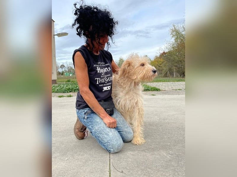 Jackline, süße Briard Hündin sucht …..