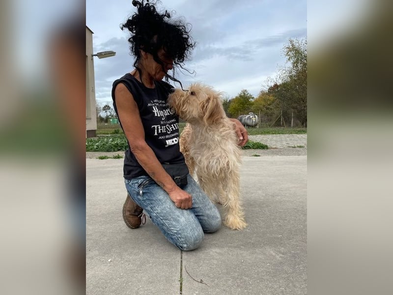 Jackline, süße Briard Hündin sucht …..