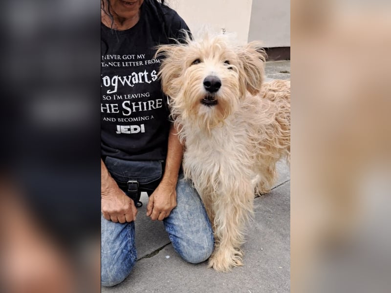 Jackline, süße Briard Hündin sucht …..