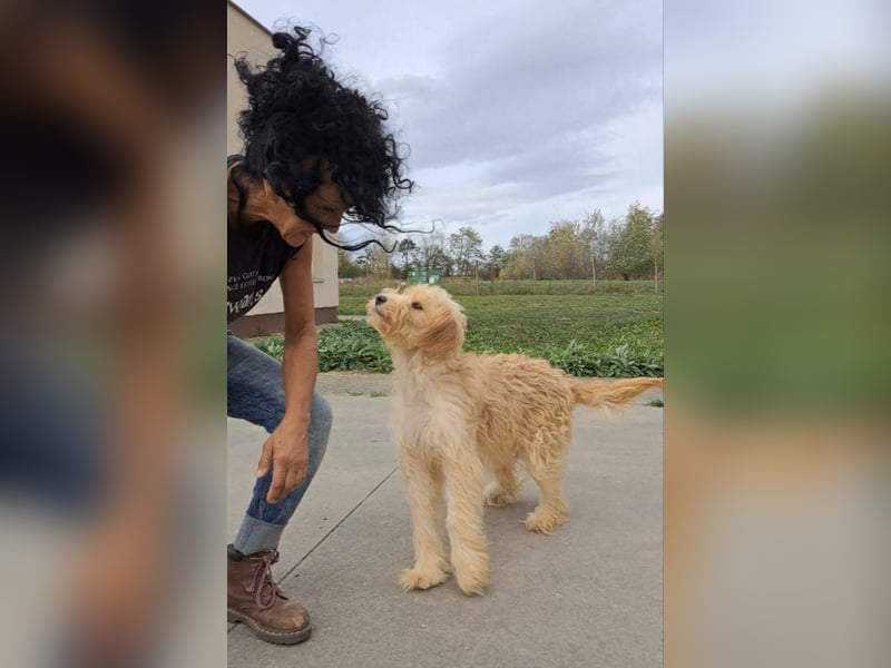 Jackline, süße Briard Hündin sucht …..