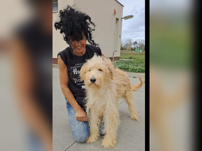 Jackline, süße Briard Hündin sucht …..