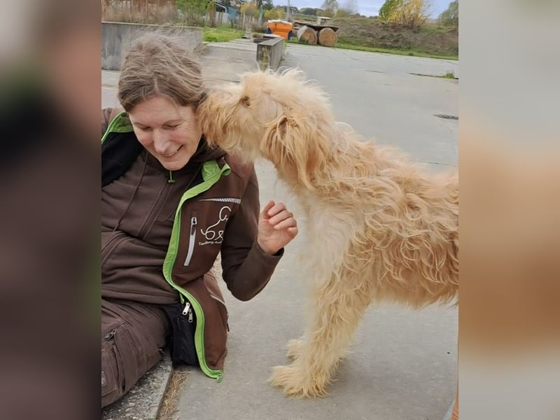 Jackline, süße Briard Hündin sucht …..