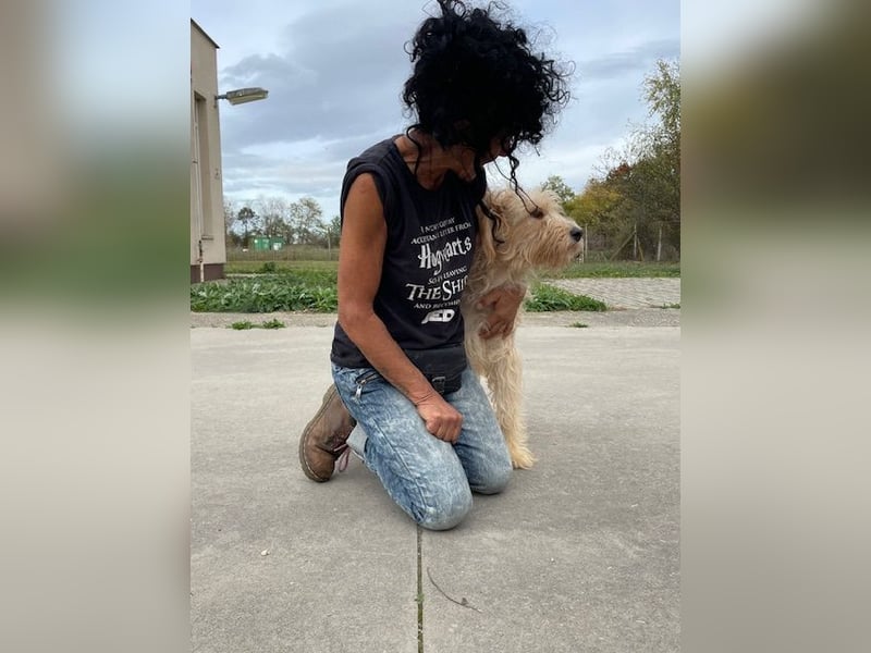 Jackline, süße Briard Hündin sucht …..