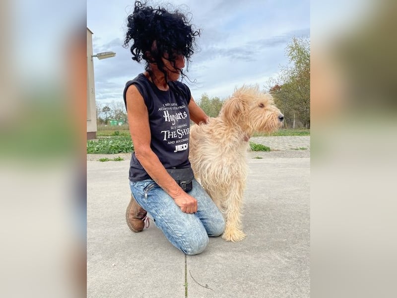 Jackline, süße Briard Hündin sucht …..