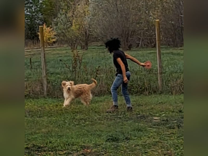 Jackline, süße Briard Hündin sucht …..