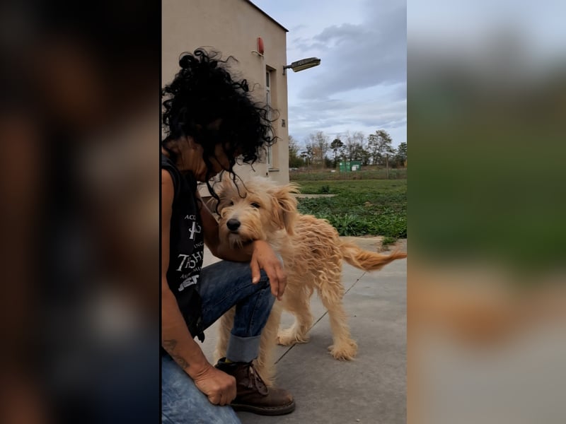 Jackline, süße Briard Hündin sucht …..