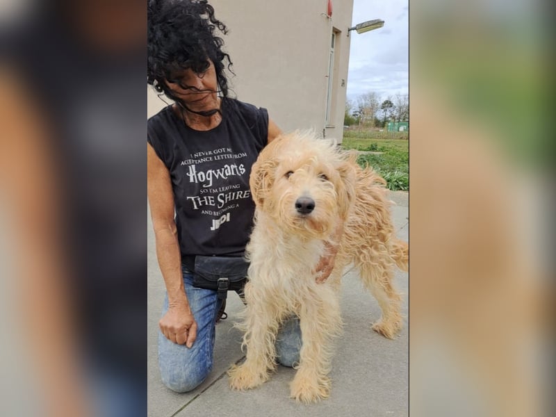 Jackline, süße Briard Hündin sucht …..