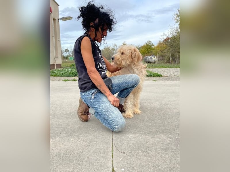 Jackline, süße Briard Hündin sucht …..