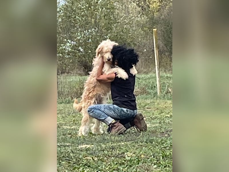 Jackline, süße Briard Hündin sucht …..