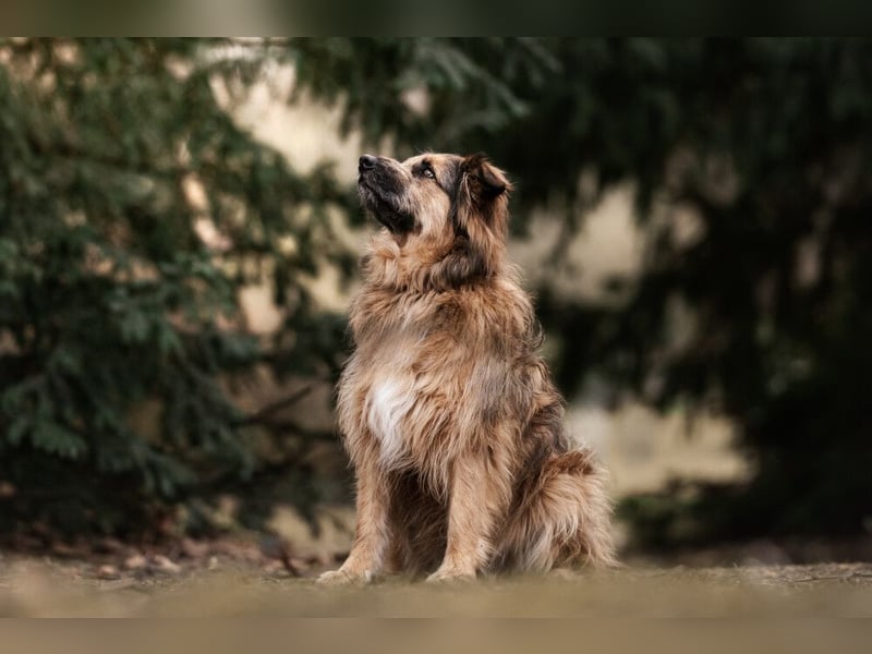 Sly - sucht hundeerfahrene Menschen - Tierhilfe Franken e.V.