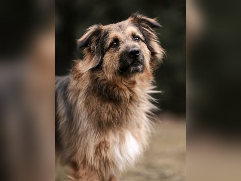 Sly - sucht hundeerfahrene Menschen - Tierhilfe Franken e.V.