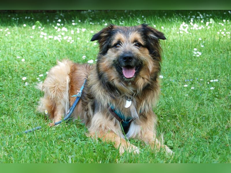 Sly - sucht hundeerfahrene Menschen - Tierhilfe Franken e.V.