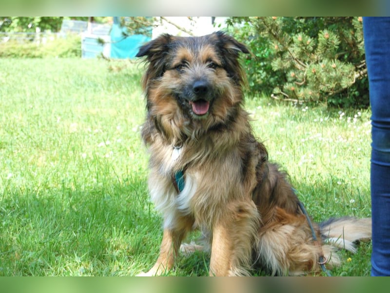 Sly - sucht hundeerfahrene Menschen - Tierhilfe Franken e.V.