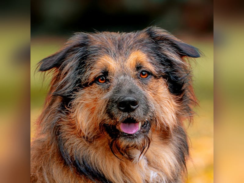 Sly - sucht hundeerfahrene Menschen - Tierhilfe Franken e.V.