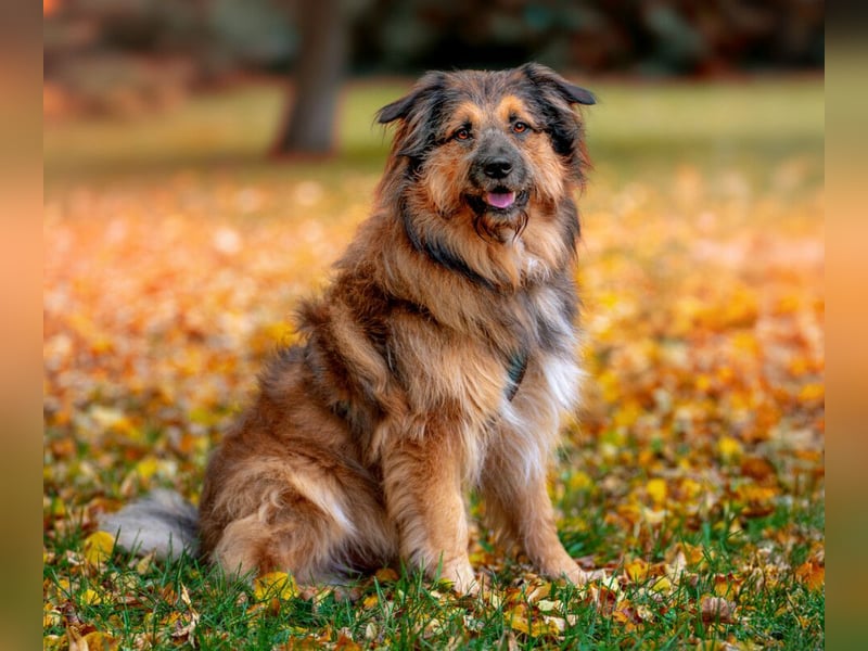 Sly - sucht hundeerfahrene Menschen - Tierhilfe Franken e.V.