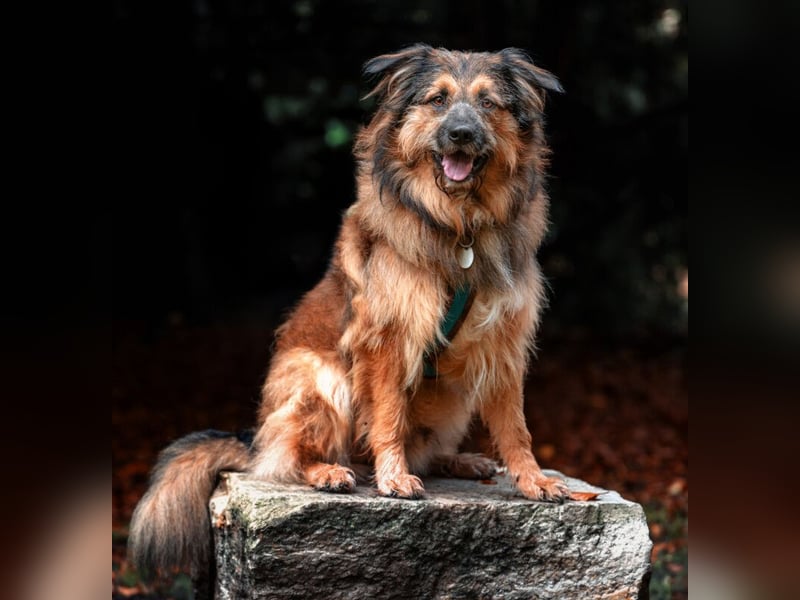 Sly - sucht hundeerfahrene Menschen - Tierhilfe Franken e.V.