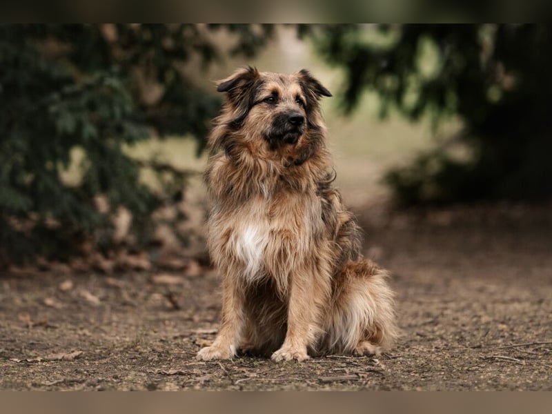 Sly - sucht hundeerfahrene Menschen - Tierhilfe Franken e.V.