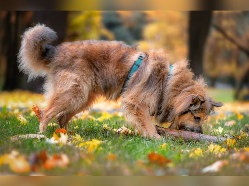 Sly - sucht hundeerfahrene Menschen - Tierhilfe Franken e.V.