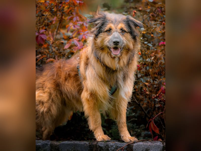 Sly - sucht hundeerfahrene Menschen - Tierhilfe Franken e.V.