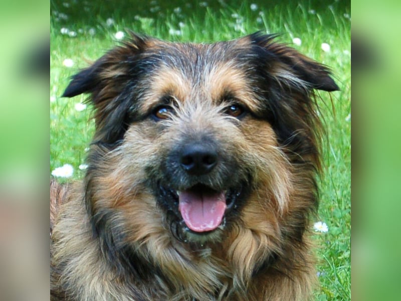 Sly - sucht hundeerfahrene Menschen - Tierhilfe Franken e.V.