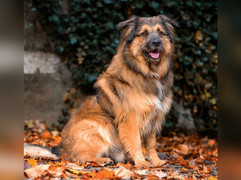 Sly - sucht hundeerfahrene Menschen - Tierhilfe Franken e.V.
