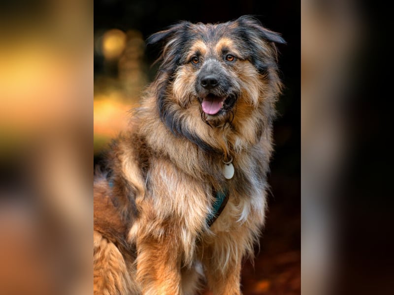 Sly - sucht hundeerfahrene Menschen - Tierhilfe Franken e.V.