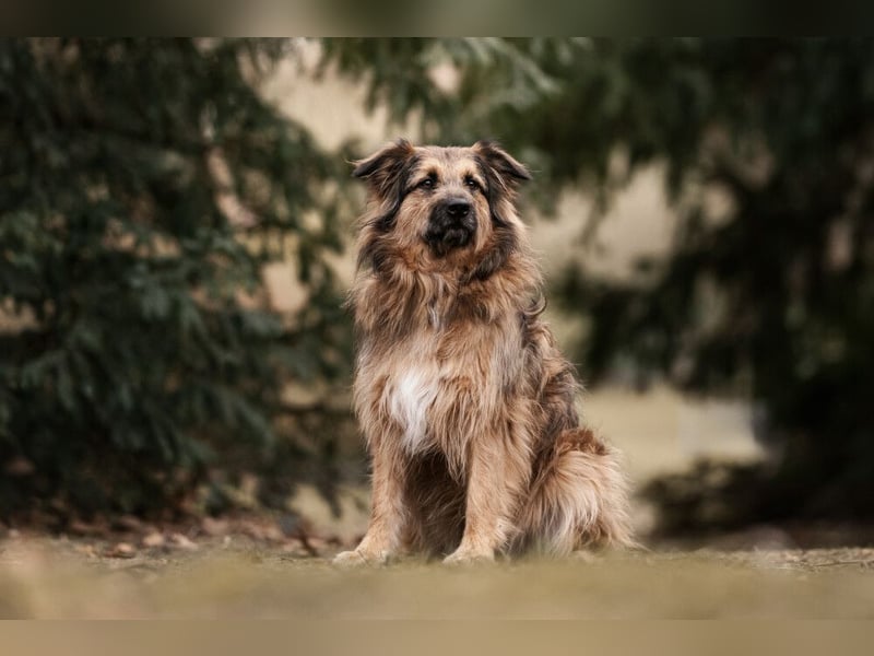 Sly - sucht hundeerfahrene Menschen - Tierhilfe Franken e.V.