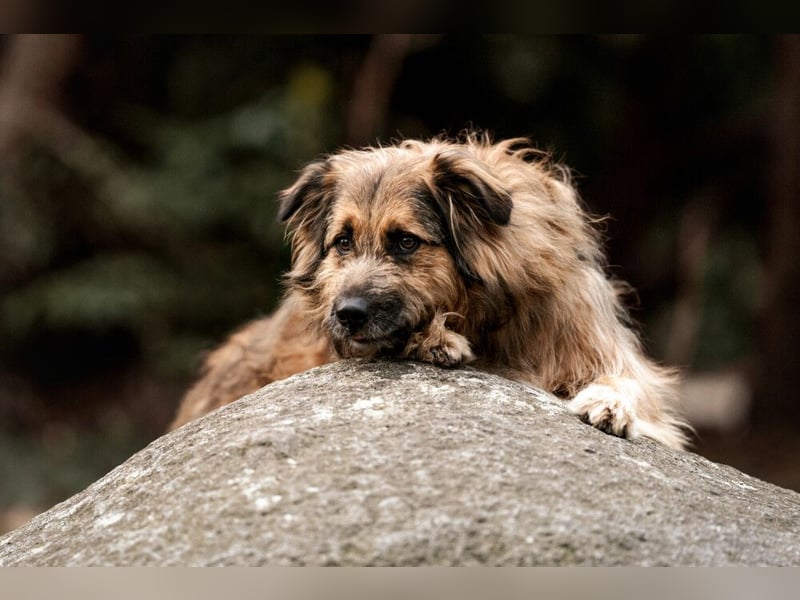 Sly - sucht hundeerfahrene Menschen - Tierhilfe Franken e.V.