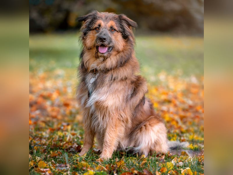 Sly - sucht hundeerfahrene Menschen - Tierhilfe Franken e.V.