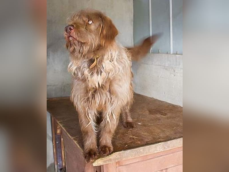 KOLIN - ich mag Menschen und träume von einer hundeerfahrenen, aktiven Familie