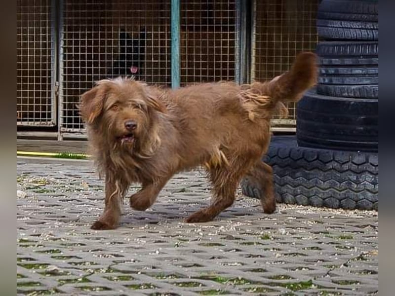 KOLIN - ich mag Menschen und träume von einer hundeerfahrenen, aktiven Familie