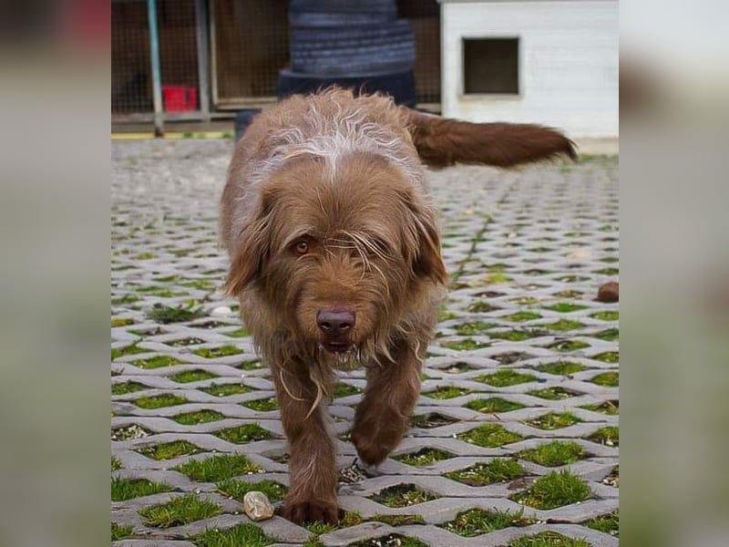 KOLIN - ich mag Menschen und träume von einer hundeerfahrenen, aktiven Familie KOLIN - ich mag Menschen und träume von einer hundeerfahrenen, aktiven Familie